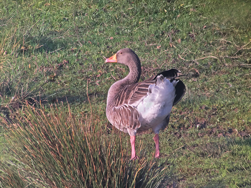 greylag